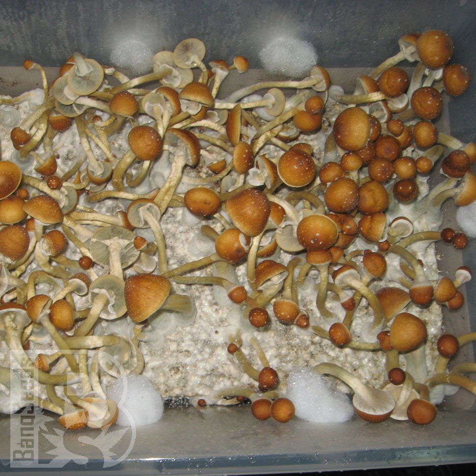 купить отпечатки псилоцибиновых грибов Golden Teacher