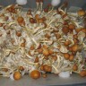 отпечатки псилоцибиновых грибов Golden Teacher