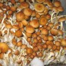 споровые отпечатки псилоцибиновых грибов Golden Teacher