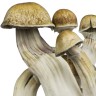 купить отпечатки псилоцибиновых грибов в Казахстане Hawaii