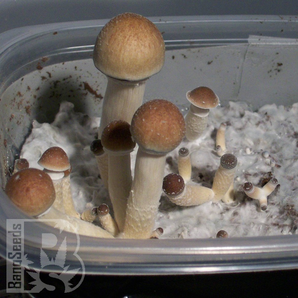 отпечатки псилоцибиновых грибов в Казахстане Hawaii