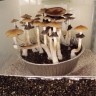 отпечатки псилоцибиновых грибов Нур-Султан Hawaii