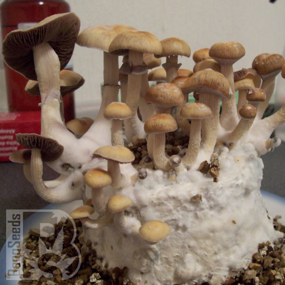 купить отпечатки псилоцибиновых грибов Алма-Ата Hawaii