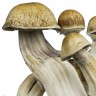 заказать отпечатки псилоцибиновых грибов с доставкой в Казахстане Hawaii