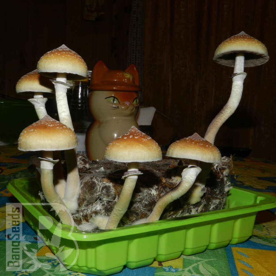 Недорогие споровые отпечатки грибов Hawaii