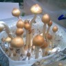 купить недорого споры псилоцибиновых грибов Huatla