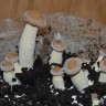 отпечатки псилоцибиновых грибов Huatla