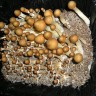 споровые отпечатки псилоцибиновых грибов Huatla