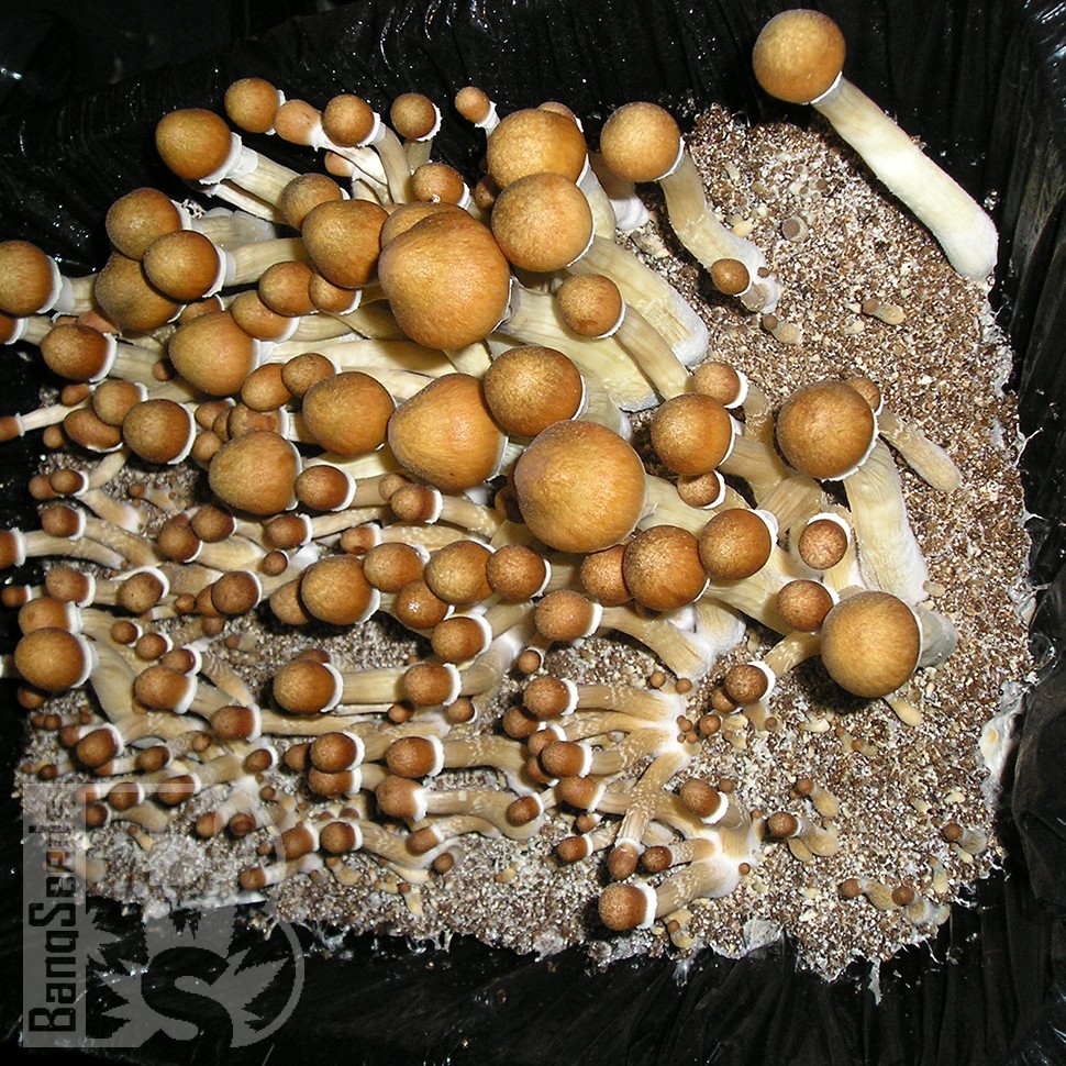 споровые отпечатки псилоцибиновых грибов Huatla