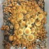 отпечатки псилоцибиновых грибов Нур-Султан Lizard King