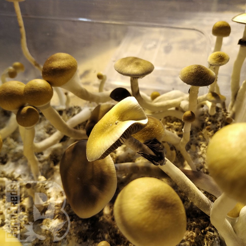 отпечатки псилоцибиновых грибов Нур-Султан McKennaii