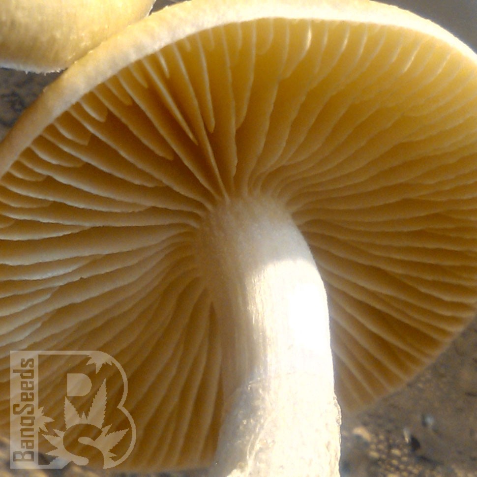 недорого споры псилоцибиновых грибов McKennaii