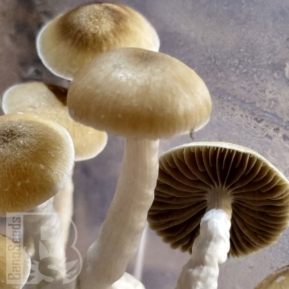 Заказать онлайн отпечатки псилоцибиновых грибов в Казахстане McKennaii
