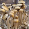 купить недорого споры псилоцибиновых грибов McKennaii