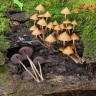 отпечатки псилоцибиновых грибов Mexican