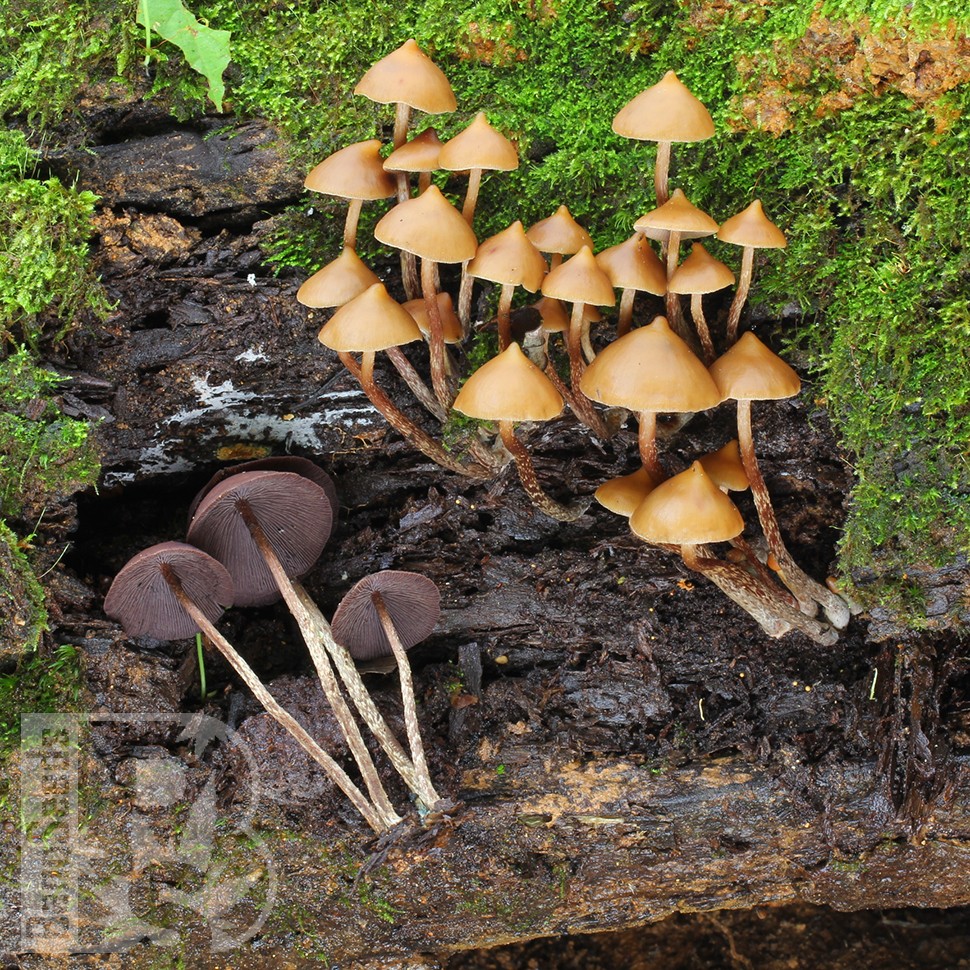 отпечатки псилоцибиновых грибов Mexican