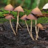 споровые отпечатки псилоцибиновых грибов Mexican