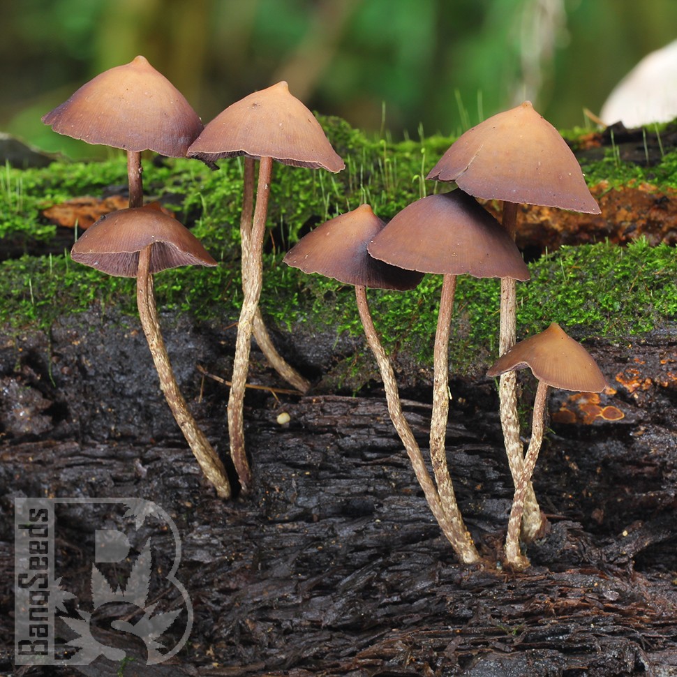 споровые отпечатки псилоцибиновых грибов Mexican