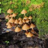недорого споры псилоцибиновых грибов Mexican