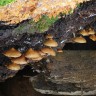отпечатки псилоцибиновых грибов в Казахстане Mexican