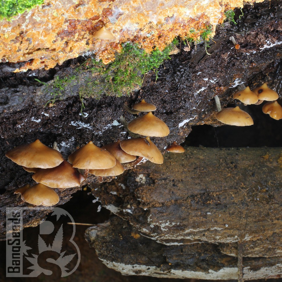 отпечатки псилоцибиновых грибов в Казахстане Mexican