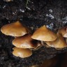 отпечатки псилоцибиновых грибов Нур-Султан Mexican