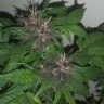 Семена марихуаны  Purple OG feminised Ganja Seeds