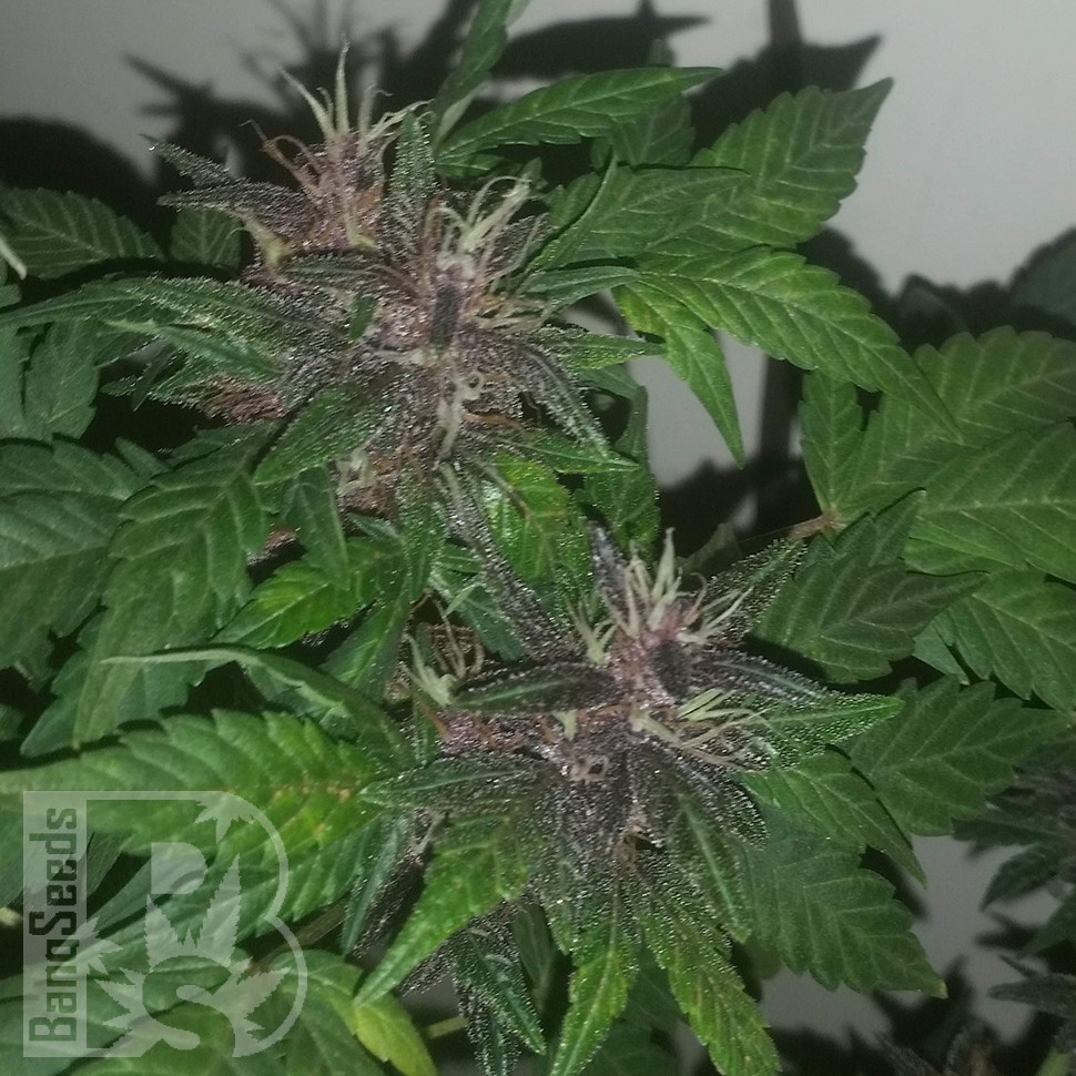 Семена марихуаны  Purple OG feminised Ganja Seeds
