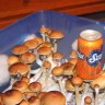 споровые отпечатки псилоцибиновых грибов Nepal