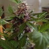 Семена марихуаны  Purple Sunset feminised Ganja Seeds