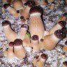 отпечатки псилоцибиновых грибов в Казахстане Orissa