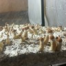 купить отпечатки псилоцибиновых грибов Алма-Ата Orissa