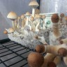 купить отпечатки псилоцибиновых грибов в Казахстане Orissa