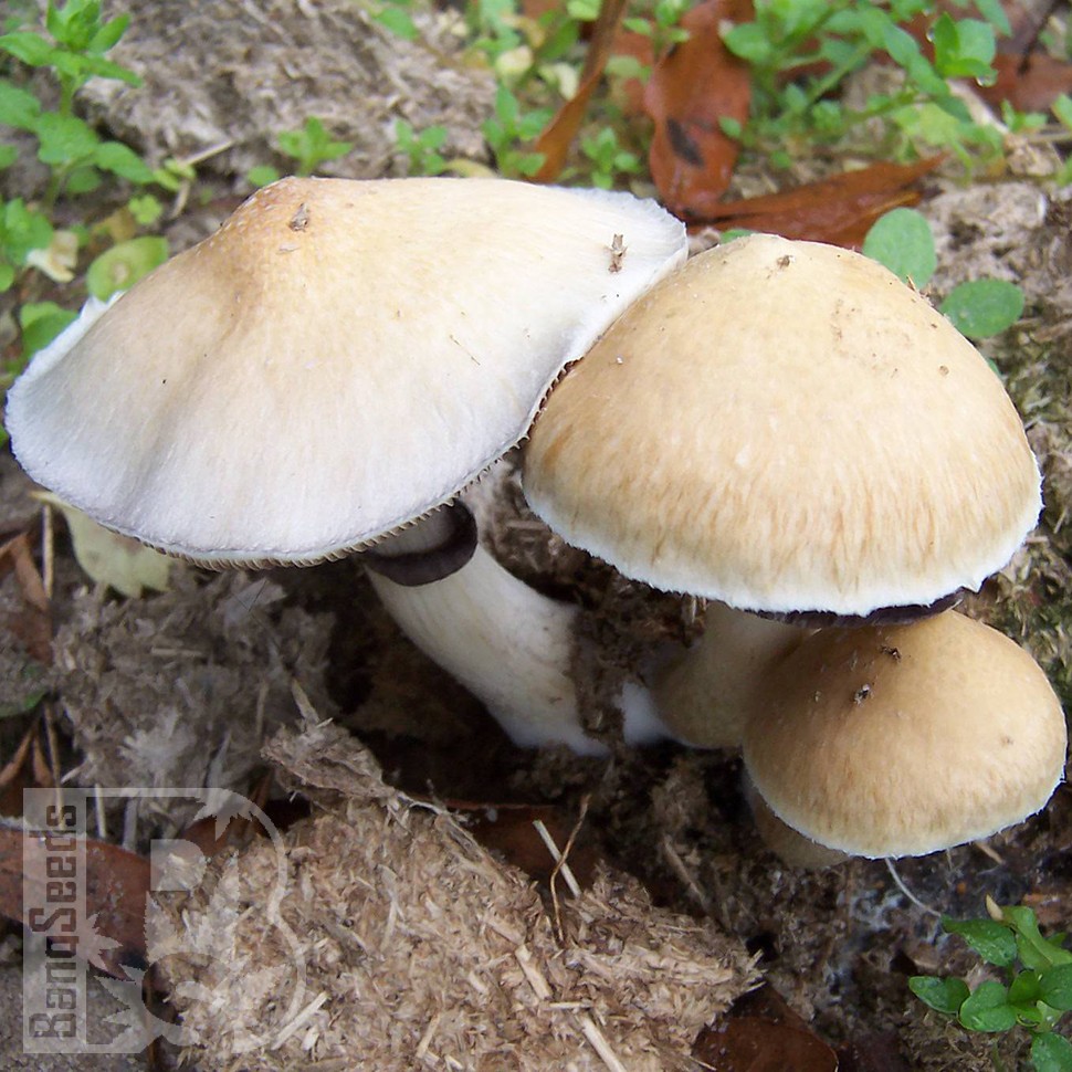 недорого споры псилоцибиновых грибов Orissa
