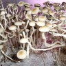 купить отпечатки псилоцибиновых грибов Panaeolus Cambodginiensis