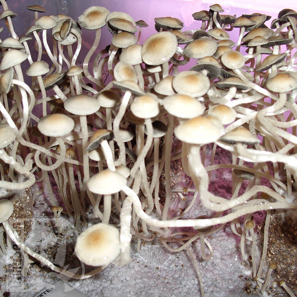 купить отпечатки псилоцибиновых грибов Panaeolus Cambodginiensis