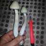 споровые отпечатки псилоцибиновых грибов Panaeolus Cambodginiensis