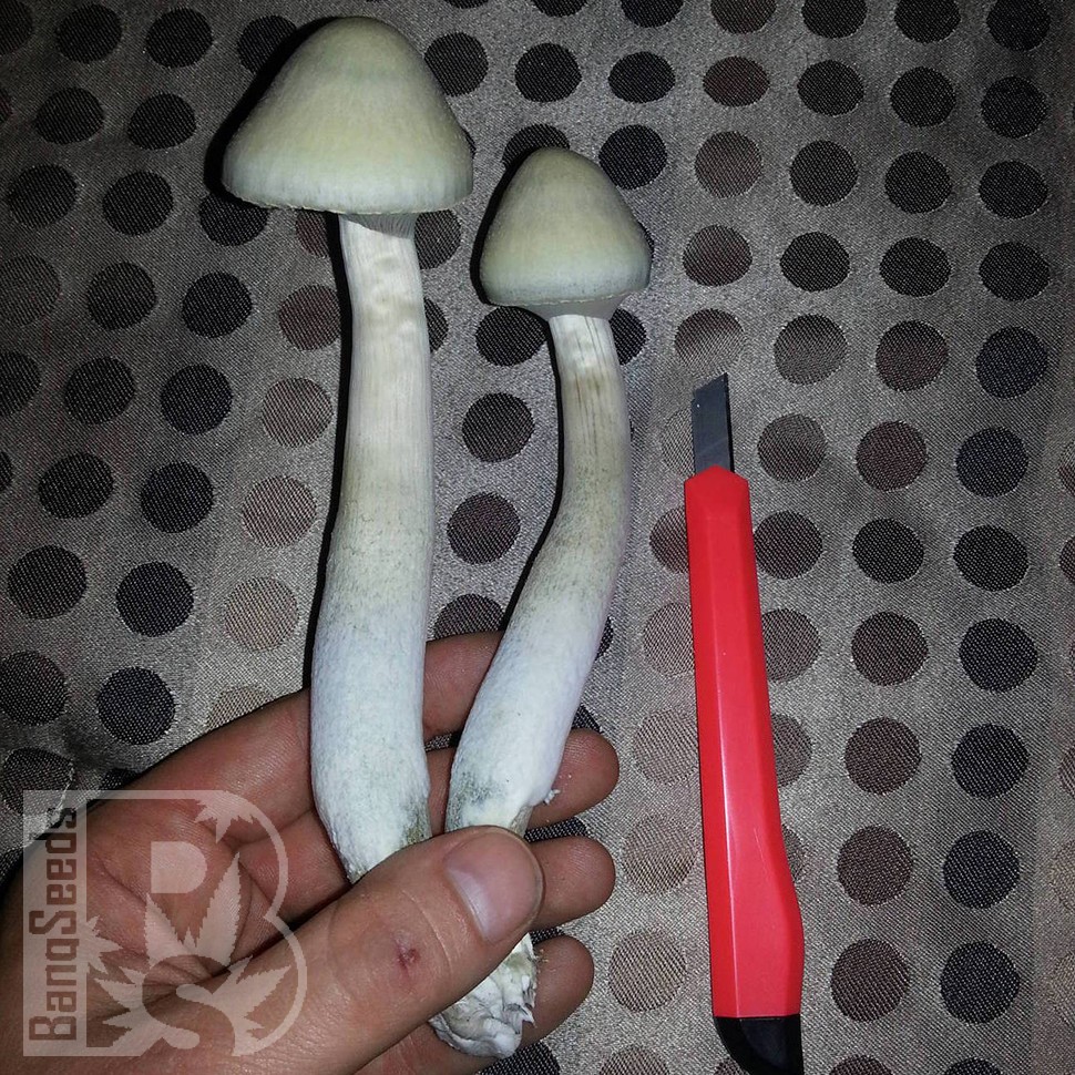 споровые отпечатки псилоцибиновых грибов Panaeolus Cambodginiensis