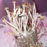 недорого споры псилоцибиновых грибов Panaeolus Cambodginiensis