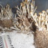 отпечатки псилоцибиновых грибов в Казахстане Panaeolus Cambodginiensis