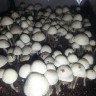 отпечатки псилоцибиновых грибов Нур-Султан Panaeolus Cambodginiensis