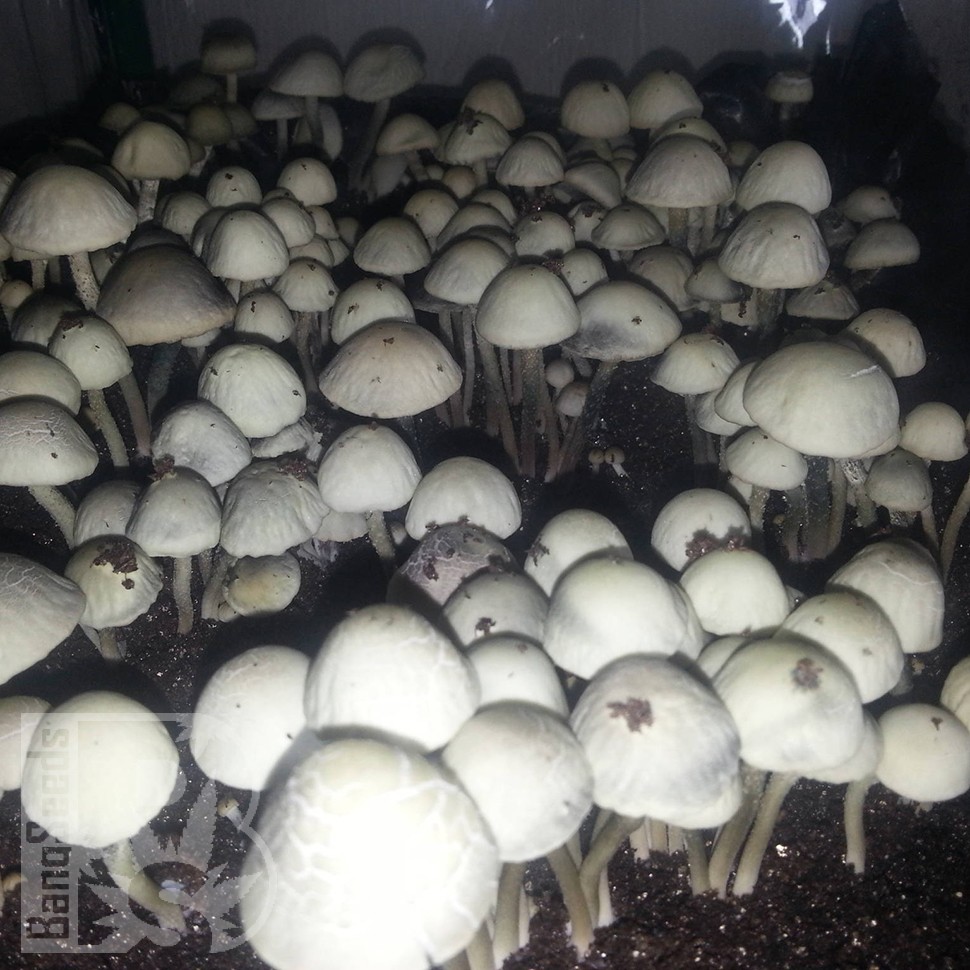 отпечатки псилоцибиновых грибов Нур-Султан Panaeolus Cambodginiensis