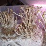 купить отпечатки псилоцибиновых грибов Алма-Ата Panaeolus Cambodginiensis