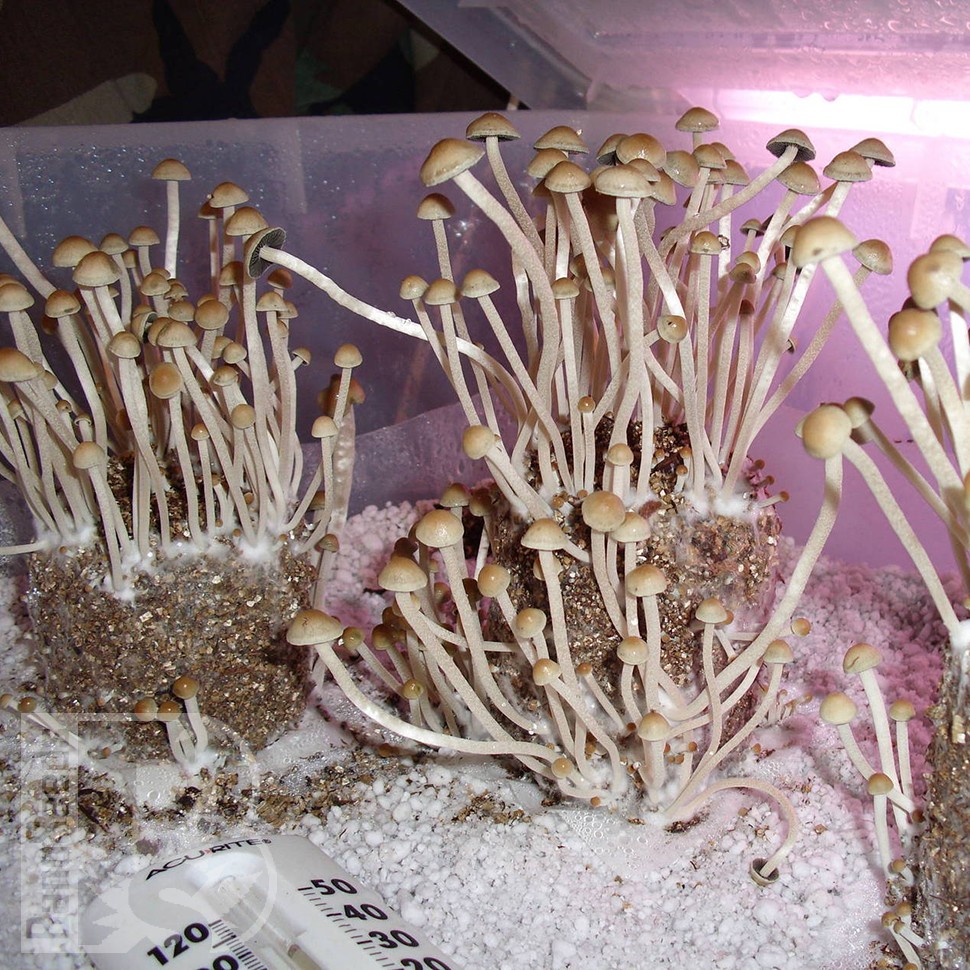 купить отпечатки псилоцибиновых грибов Алма-Ата Panaeolus Cambodginiensis