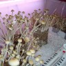 Заказать онлайн отпечатки псилоцибиновых грибов в Казахстане Panaeolus Cambodginiensis