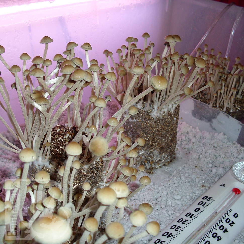 Заказать онлайн отпечатки псилоцибиновых грибов в Казахстане Panaeolus Cambodginiensis