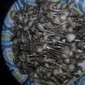 купить отпечатки псилоцибиновых грибов в Казахстане Panaeolus Cambodginiensis