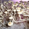 заказать отпечатки псилоцибиновых грибов с доставкой в Казахстане Panaeolus Cambodginiensis