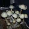купить недорого споры псилоцибиновых грибов Panaeolus Cambodginiensis