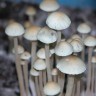 отпечатки псилоцибиновых грибов Panaeolus Cyanescens Jamaica